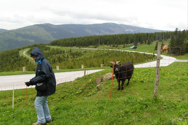 Mola, Tomek i Ania w Czeskich Karkonoszach