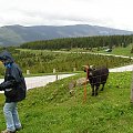 Mola, Tomek i Ania w Czeskich Karkonoszach
