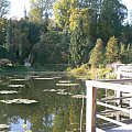 Arboretum - staw z roślinami wodnymi i innymi takimi różnymi dziwami (ryby, traszki, żaby, pająki)