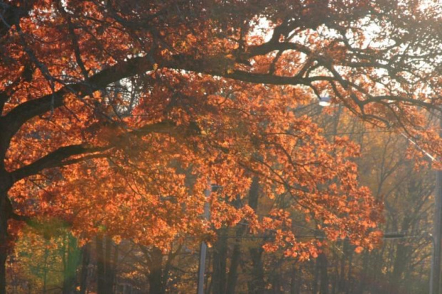#drzewa #przyroda #kolory #liscie #jesien