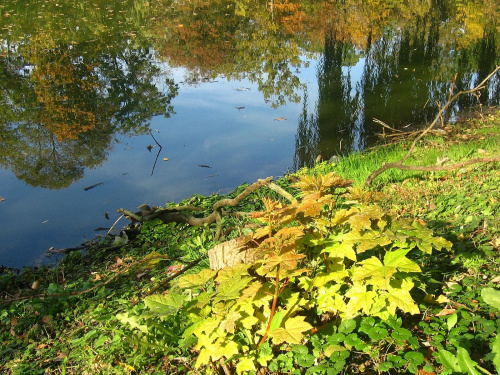 Jesień w Guzowie-pazdziernik2006