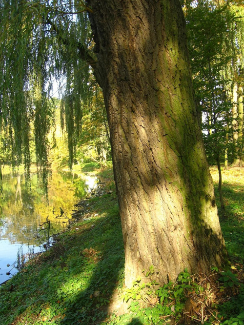 Jesień w Guzowie-pazdziernik2006