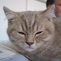 pokaz kotów Elbląg 10.2006 #kot #pokaz