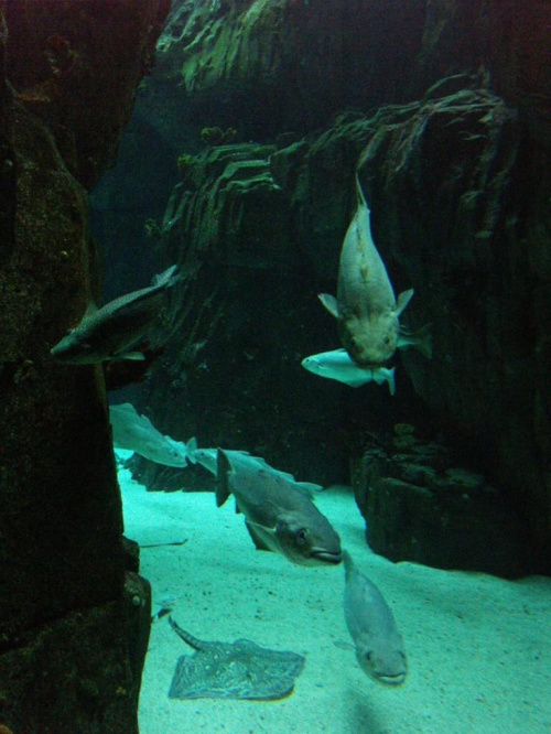 oceanarium