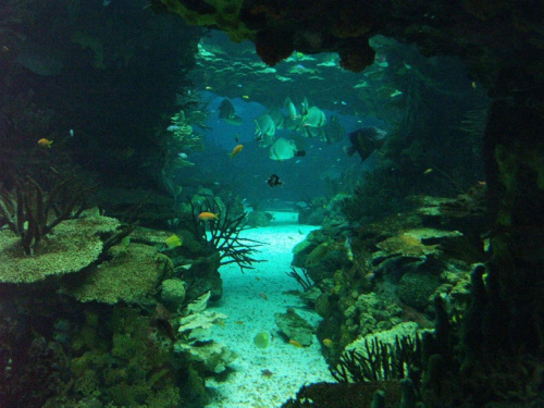 oceanarium