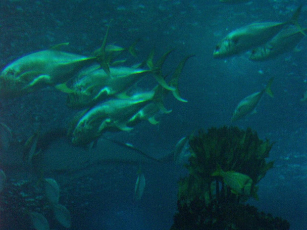 oceanarium