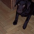 Mój Chumisio, moja słodka psina jak miał 6 miesięcy :)