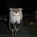 Białowieża