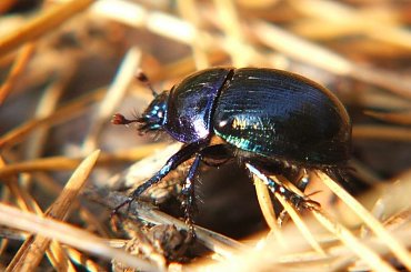 Żuk w rezerwacie Piskory #Piskory #rezerwat #żuk #chrząszcz