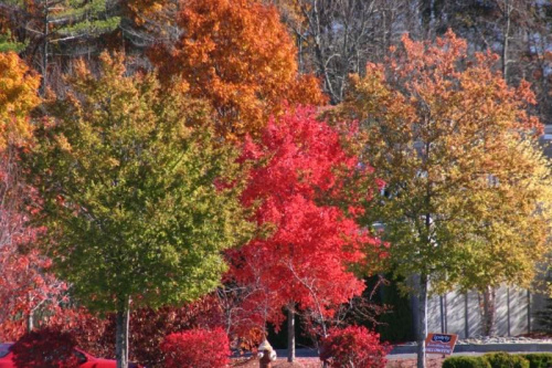 #jesien #liscie #kolory #drzewa