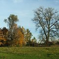 Nad Wieprzem #drzewa #jesień