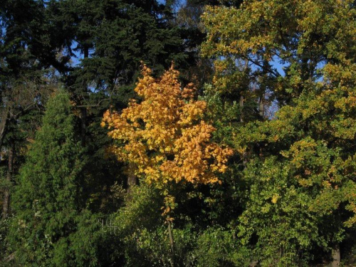 barwy jesieni #jesień #drzewa