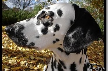 Moje słoneczka #Figa #dalmat #pies #kundelek #Czabi