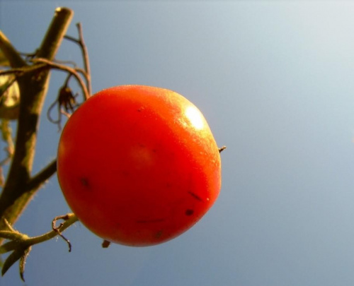 pomidorek :]