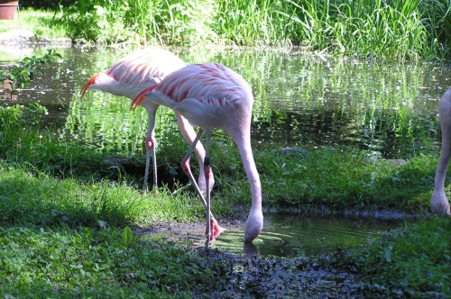 Wrocławskie ZOO #Miasto #Wrocław