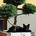 czarny kot pod drzewkiem bonsai(?) #koty #zwierzaki #CzarneKoty