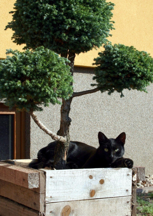 czarny kot pod drzewkiem bonsai(?) #koty #zwierzaki #CzarneKoty