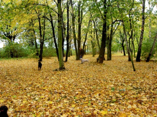 Westerplatte-na trasie spacerowej bardzo jesiennie #jesień #Westerplatte #widok #park