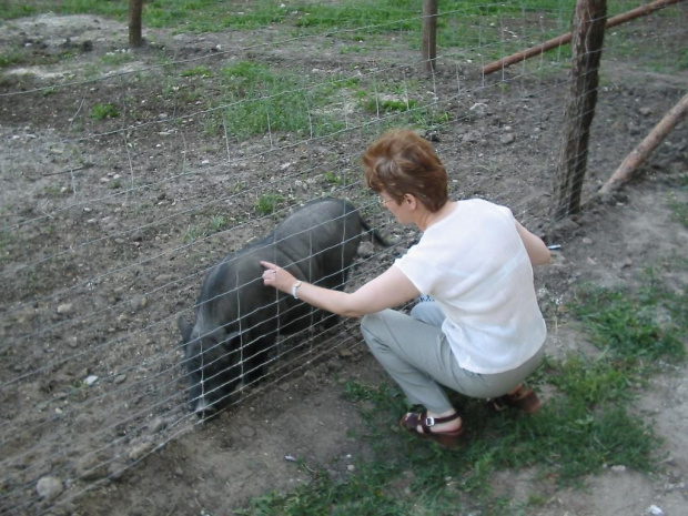 Kurozwęki - oswajanie świnek wietnamskich.