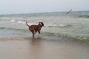 Lato 2006 #ast #Pies #amstaf