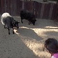 Mini ZOO