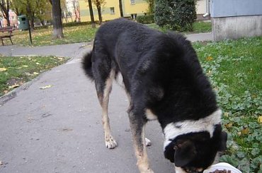 #bezdomny