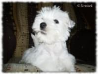 urwisek westie