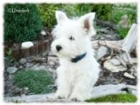 urwis #westie