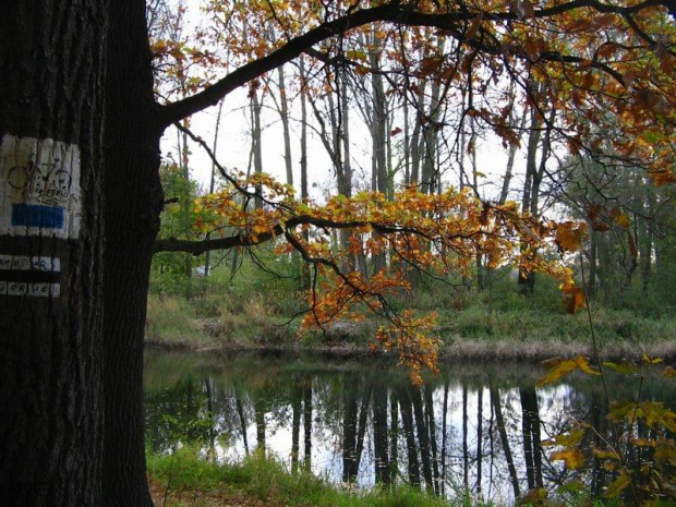 jesień w parku #park #drzewa