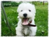 westie