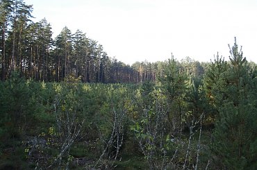 www.breyt.fora.pl #Breyt #Mazury #Pisz #Ruciane #Remes