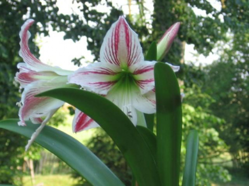 Kwiaty, które sam wysiewam, pielęgnuję i rozmnażam. Hippeastrum nazywane niewłaciwie Amarylisem. Mojego chowu od nasionka. #kwiaty #hippeastrum #krynia #ponętlinPowella #CrinumXPowellii #szanta #marrubium