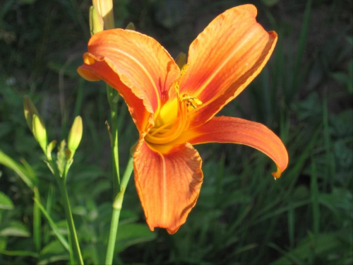 Kwiaty, które sam wysiewam, pielęgnuję i rozmnażam. Ten liliowiec otrzymałem jako sadzonkę. #kwiaty #hippeastrum #krynia #ponętlinPowella #CrinumXPowellii #szanta #marrubium