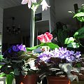 Kwiaty, które sam wysiewam, pielęgnuję i rozmnażam. Przy kuchennym oknie - Krynia, Fiołek afr., Gloksynia(Syningia) #kwiaty #hippeastrum #krynia #ponętlinPowella #CrinumXPowellii #szanta #marrubium