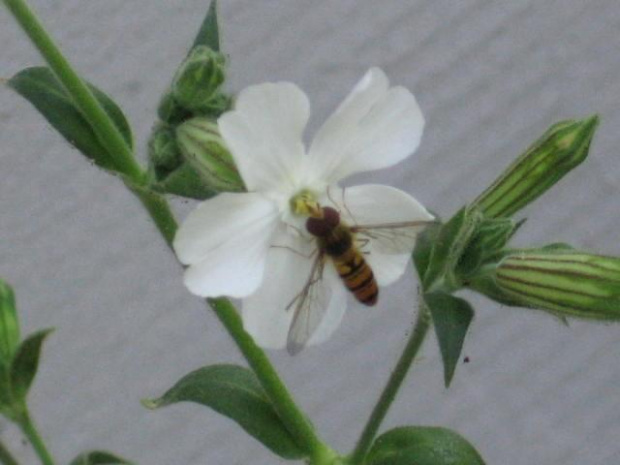 Kwiaty, które sam wysiewam, pielęgnuję i rozmnażam.Na Lepnicy rozdętej "pasš" się tylko dzikie pszczółki. #kwiaty #hippeastrum #krynia #LepnicaRozdęta #ponętlinPowella #CrinumXPowellii #szanta #marrubium