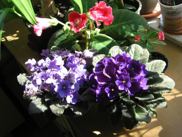 Kwiaty, które sam wysiewam, pielęgnuję i rozmnażam.Przy oknie w kuchni. #kwiaty #hippeastrum #krynia #ponętlinPowella #CrinumXPowellii #szanta #marrubium