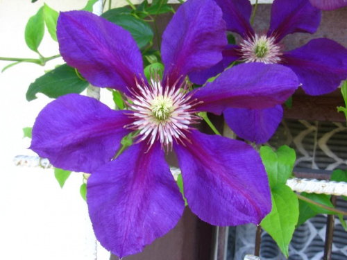 powojnik (clematis)