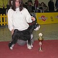 CLub Schnauzer NItra 06