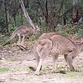 Kangaroo
