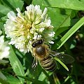 .... #owad #pszczoła #przyroda #kwiatek #MirosławJupowicz