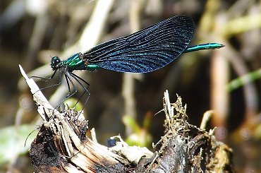 ...... #Przyroda #woda #ważka #owady #rzeka #MirosławJupowicz