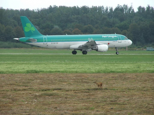 Aer Lingus Airbus A320-214 - EI-CVB PS: Idealne połączenie moich dwóch pasji...lotnictwa i łowiectwa :) #epkk #kraków #lotnictwo #samoloty