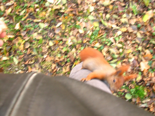 Nie zdązyłem tu ostrości złapać... ale wiewiórka wchodząca mi po nodze troche mnie zaskoczyła :)))))))