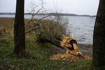 Kanał Jegliński #KanałJegliński #Bobry #Remes #Mazury #Rower
