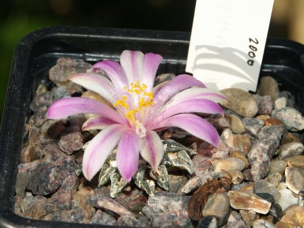 Ariocarpus kothubenus