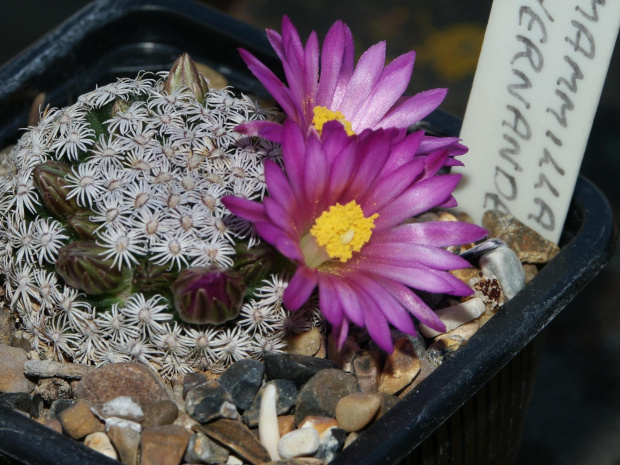 Mammillaria hernandezii