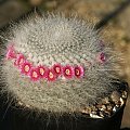 Mammillaria hahniana