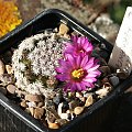 Mammillaria hernandezii