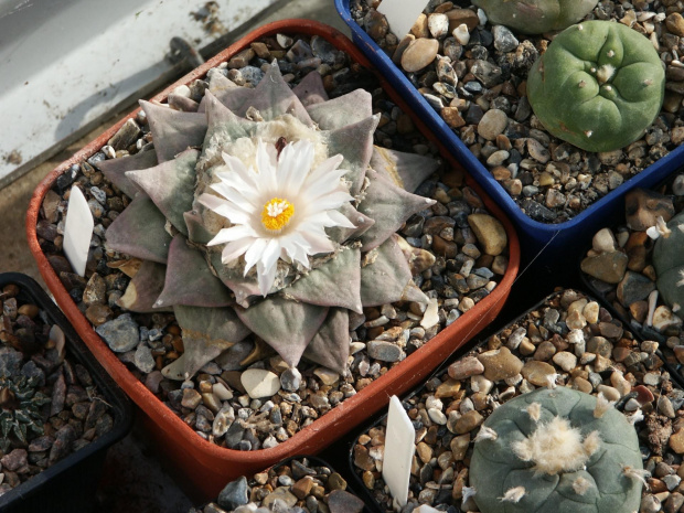 Ariocarpus furfuraceus