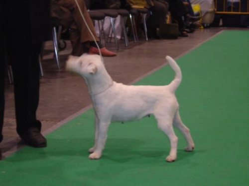 Wszystkie zdjęcia są chronione prawami autorskimi. Zaaz kopiowania w jakiej kolwiek postaci. Kontakt do autora dogzone@interia.pl www.DogZone.pl